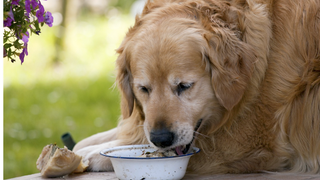 Obese Pets Get Their Very Own <em>Heavy Weights</em> Camp, Sort Of
